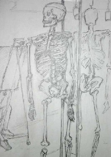 study of a skeleton