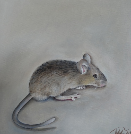 muis