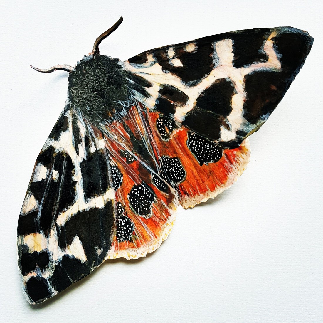 Vlinder