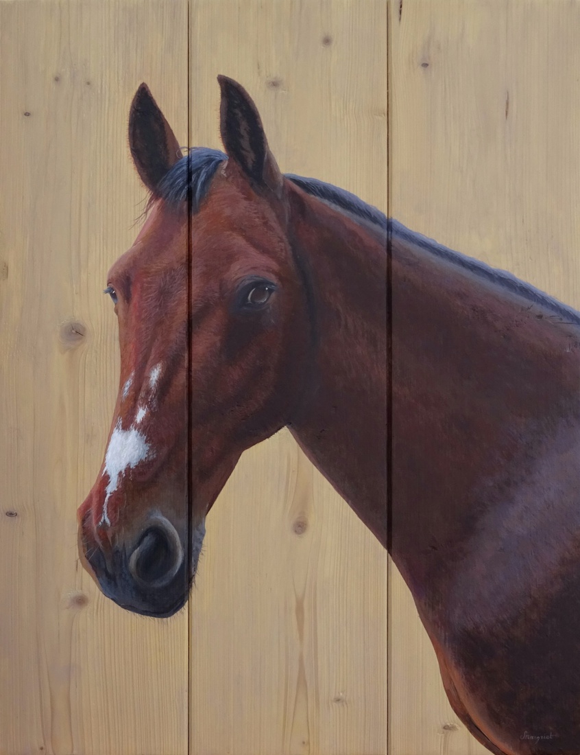KWPN paard