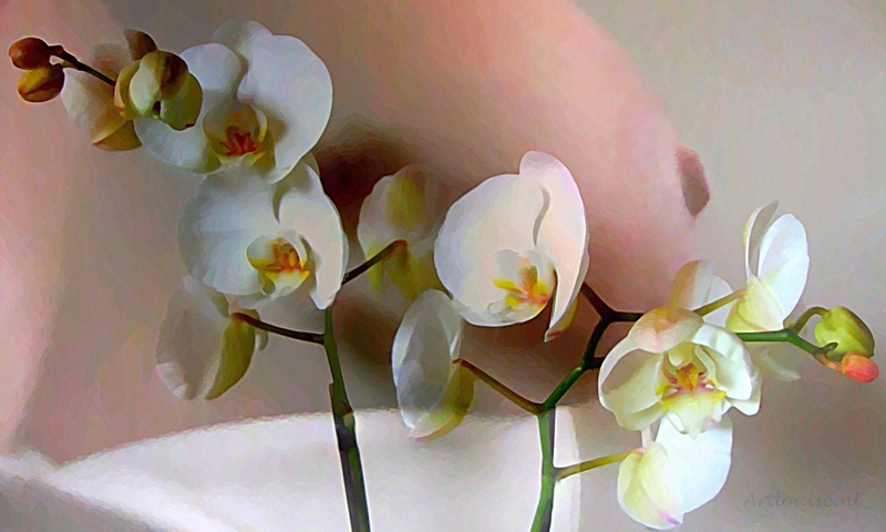 Orchidee met pure vormen