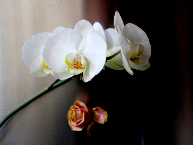 Orchidee met oude rode roos