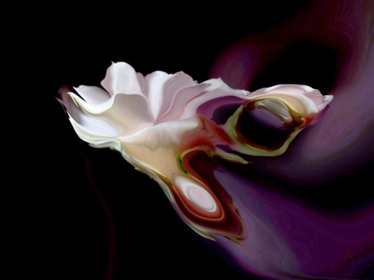Witte Roos veranderd in Art