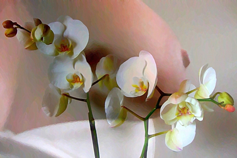 Orchidee flatteert Borst