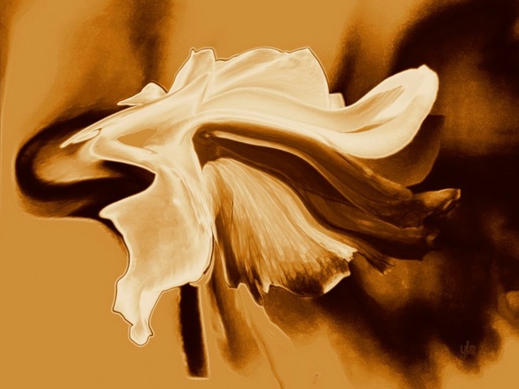 Witte roos veranderd in sierlijk abstract