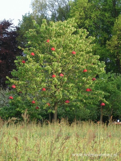 Eikeldoppen rood