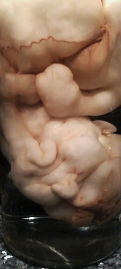 Onvolgroeide nylonbaby op sterk Water