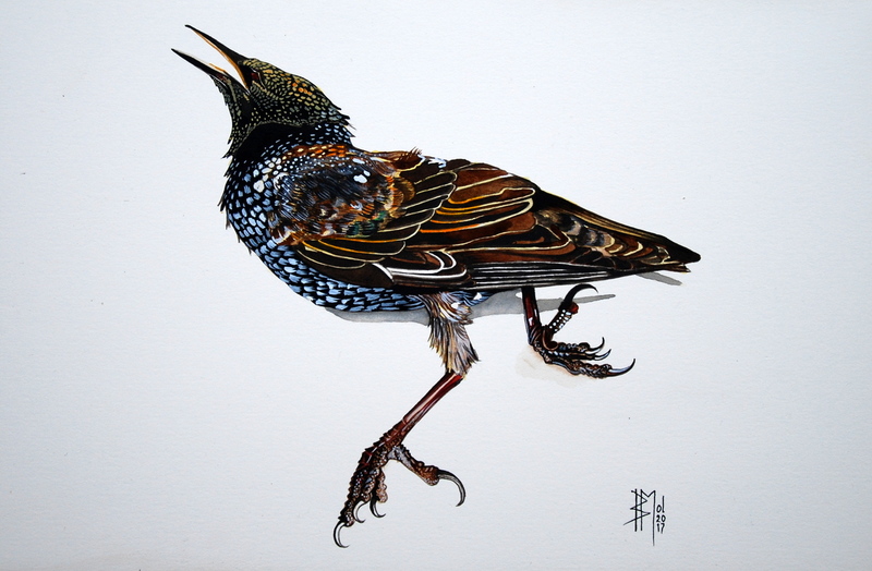 dead birds no III