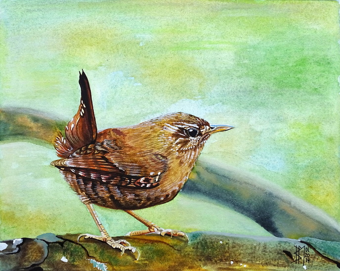 the wren 2