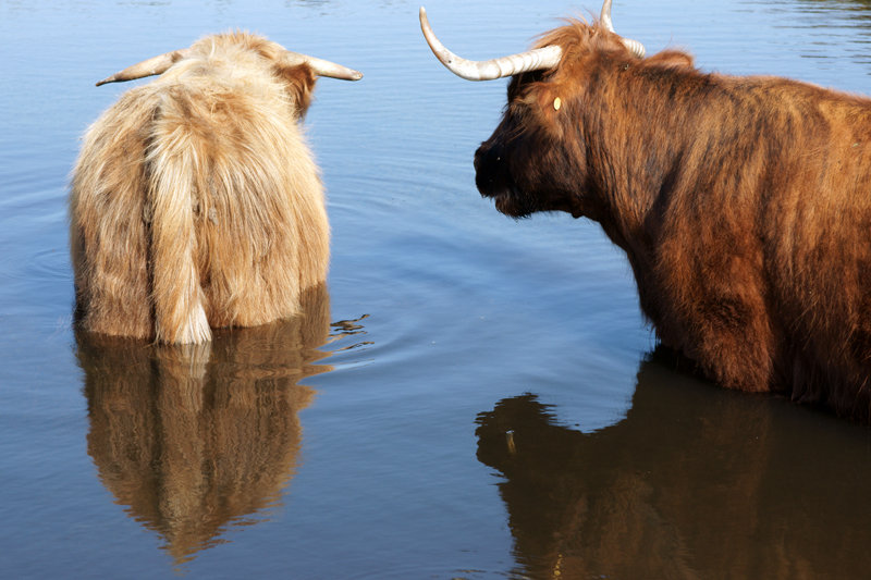 koele Schotse hooglanders