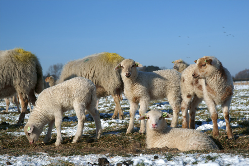 Lammetjes in de winterzon