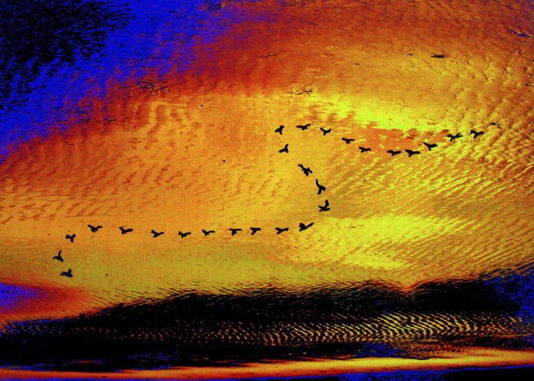 De moddervogels