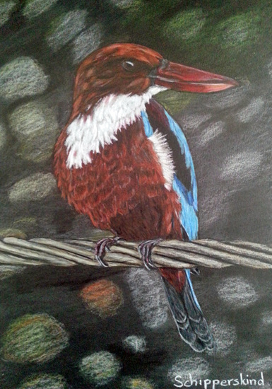 IJSVOGEL