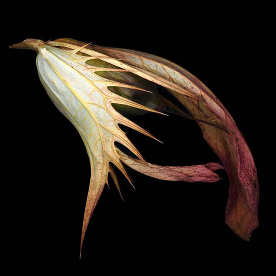 Acanthus
