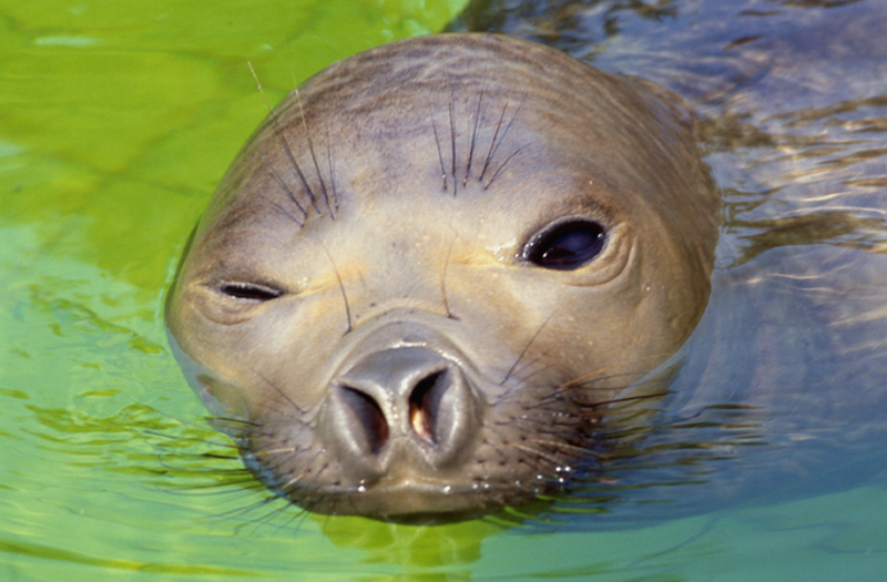 Zeehond