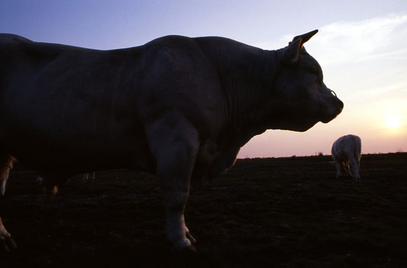 Charolais stier op Hilversumse heide