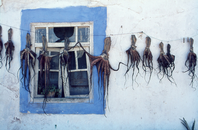 Drogende inktvissen in Viano do Castelo Portugal
