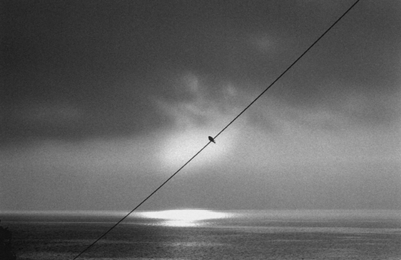 Vogel Korfu Griekenland