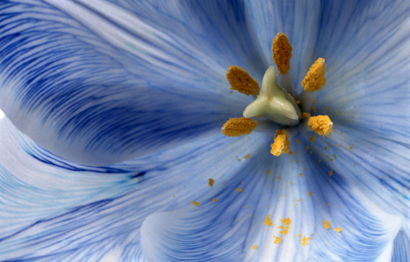 Meeldraden van tulp