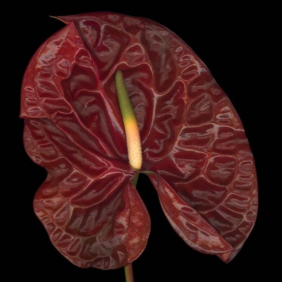 Anturium rood