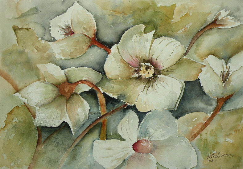 Helleboris