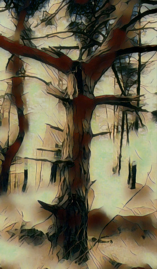 Oude Boom