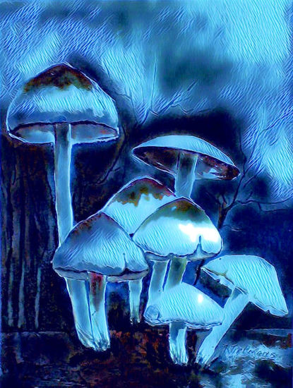 Paddestoelen