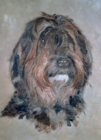 hond van familie stuyvers