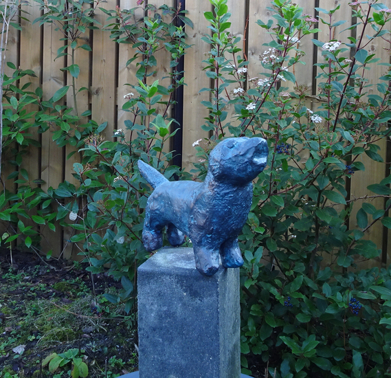Hondje