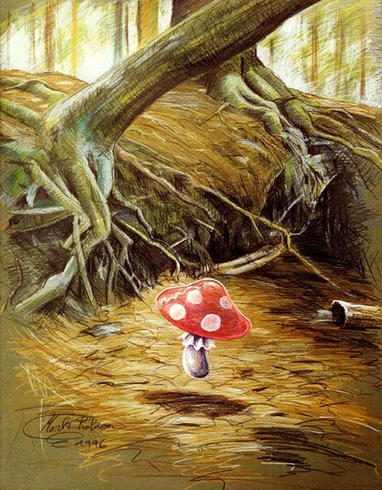 Paddestoel op wandel