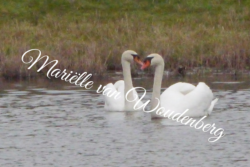 Zwanen samen