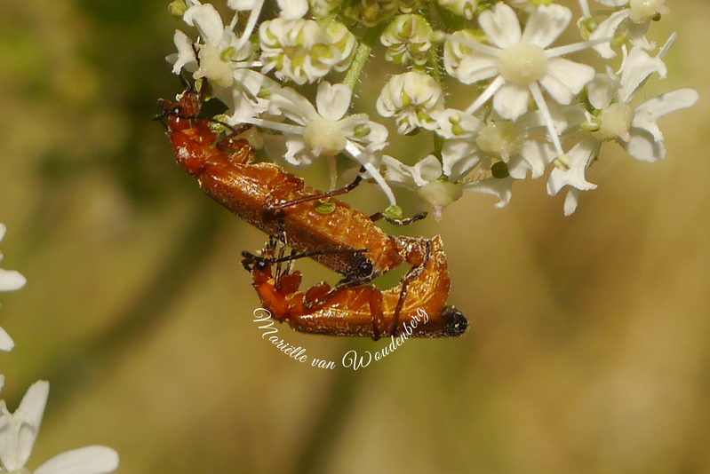 Insecten op fluitekruid