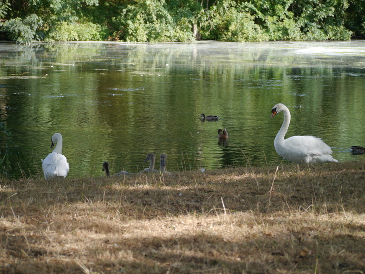 Zwanenfamilie