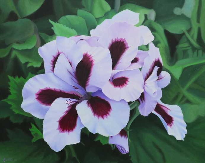 Franse Geraniums