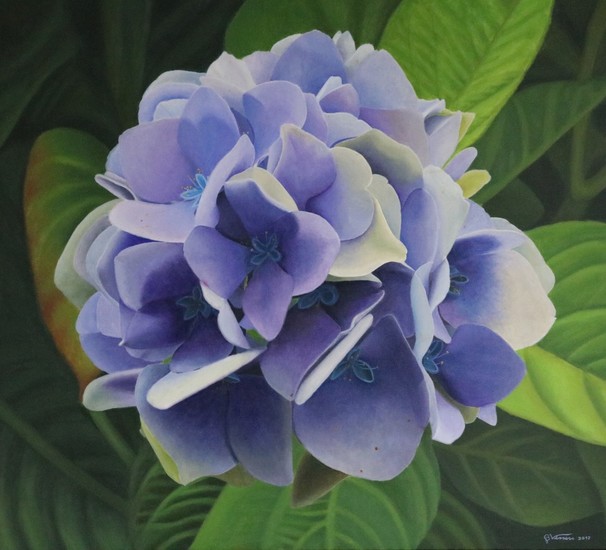 Hortensia uit eigen tuin