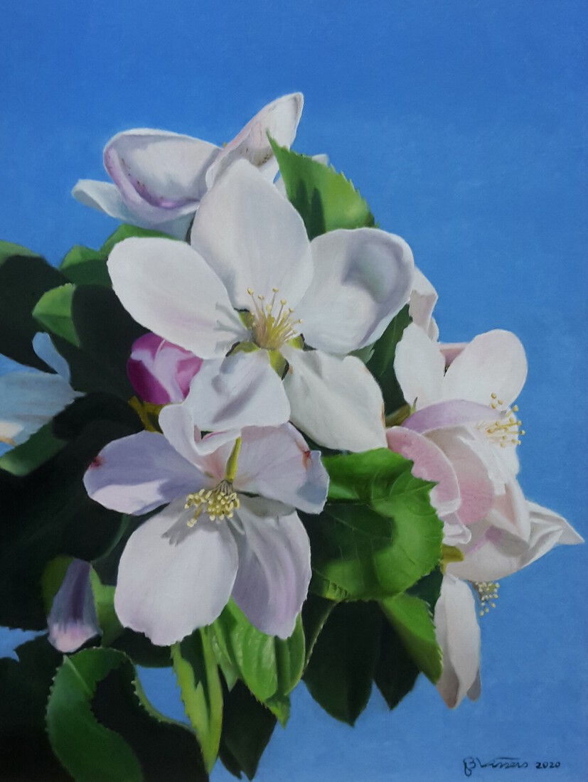 Appelbloesem