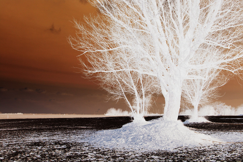 Tree of Live