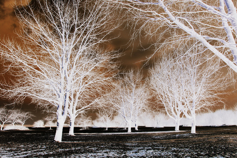 Forest of Freedom