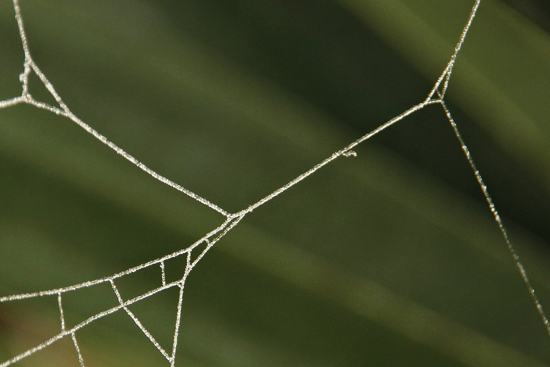 Spiders Web