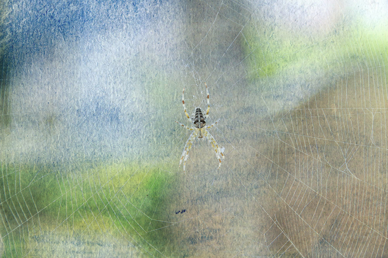 Itsy Bitsy Spider