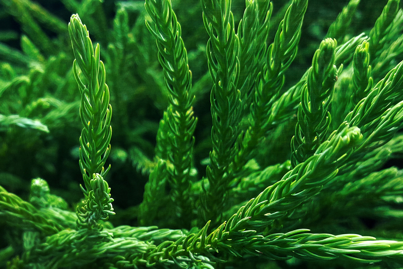 Green Fantasy 2
