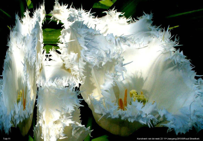 Tulp 11