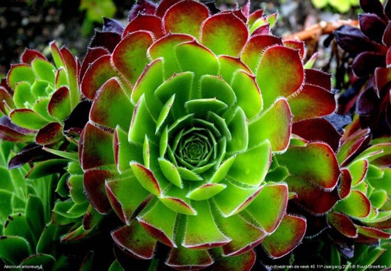Aeonium arboreum 5