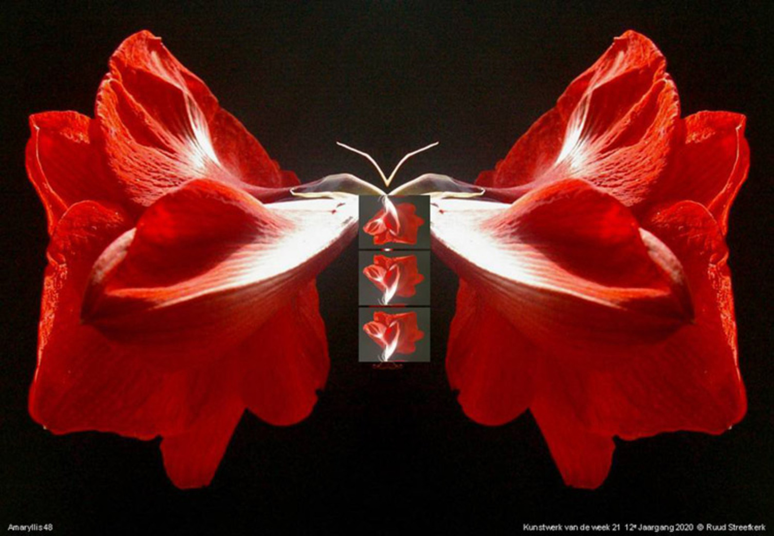 Amaryllis 48