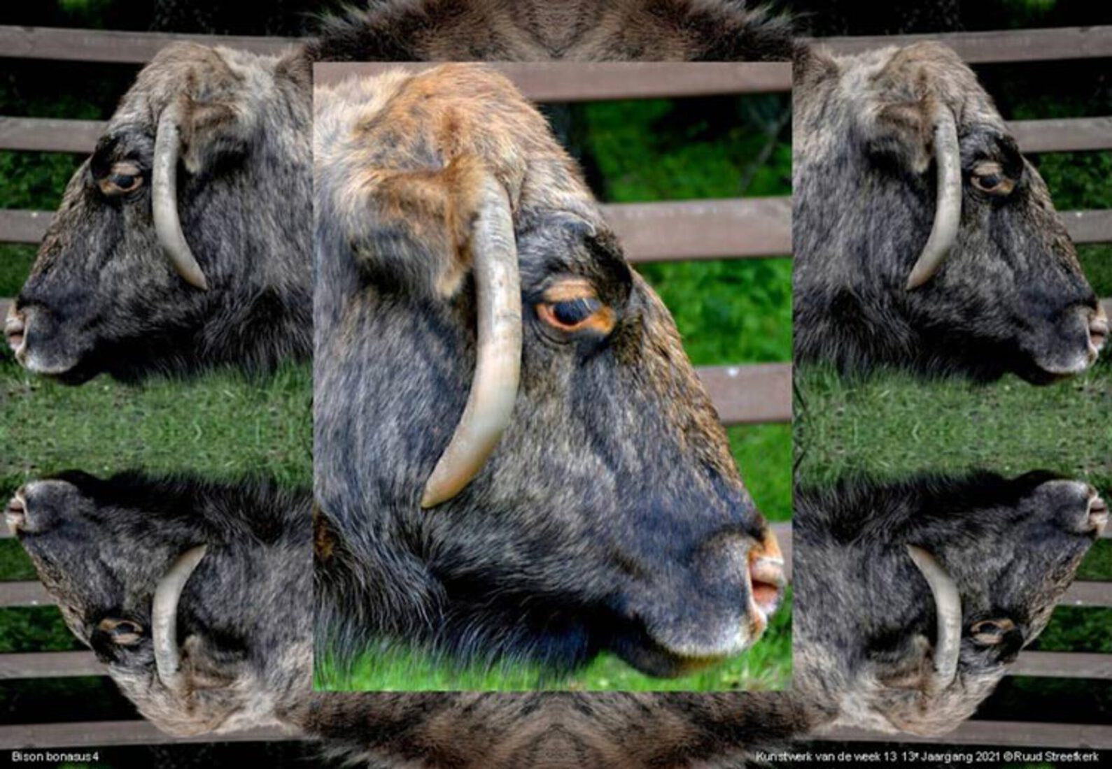 Bison bonasus 4