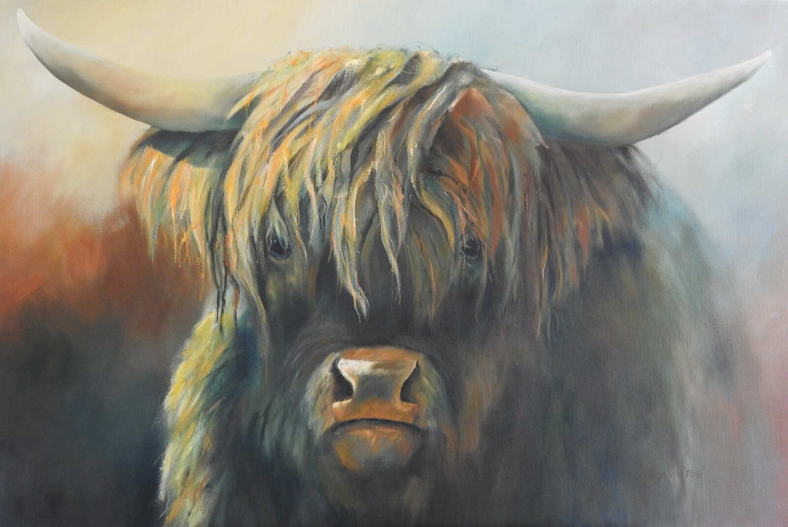 Schotse Hooglander