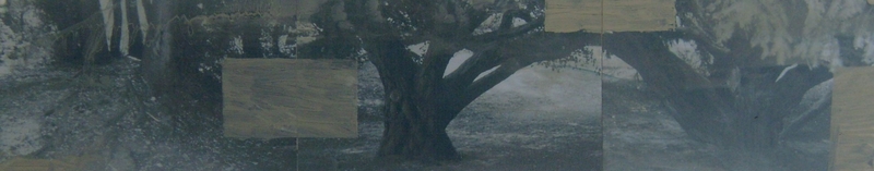 bomen