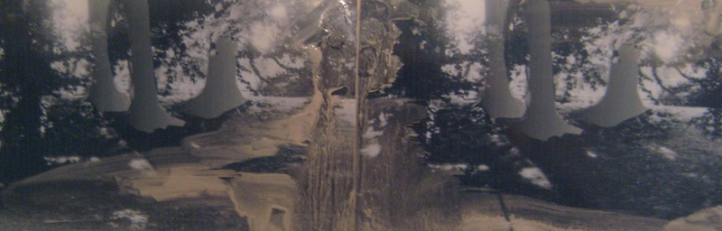 bomen landschap