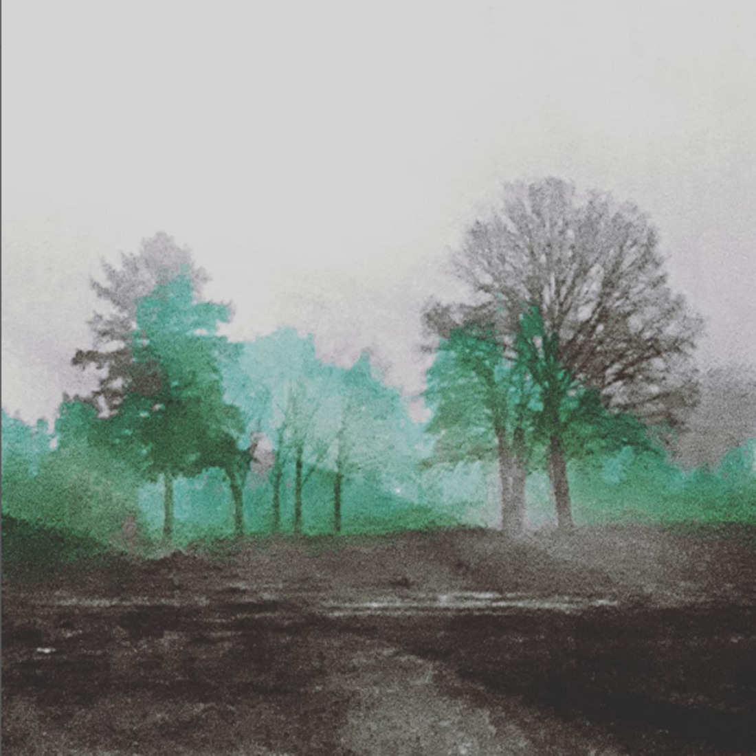 Bomen in de mist