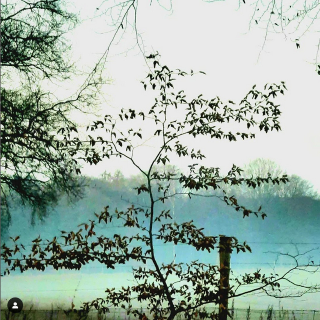 Mist Speulder en Sprielderbos
